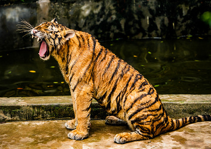 老虎财神摄影照片_动物猛兽老虎自然特色摄影图配图
