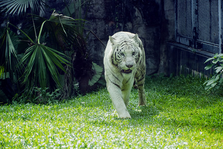 广州动物园摄影照片_广州广州动物园白虎在草地捕猎摄影图配图