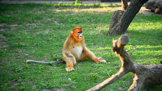 西安秦岭动物园可爱金丝猴进食玩耍