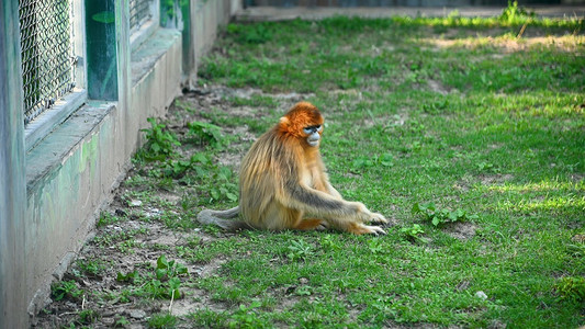 西安秦岭动物园可爱金丝猴进食玩耍