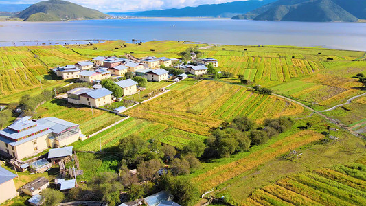 中国西部高原乡村青稞地农村风貌