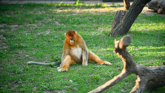继续进食摄影照片_西安秦岭动物园可爱金丝猴进食玩耍