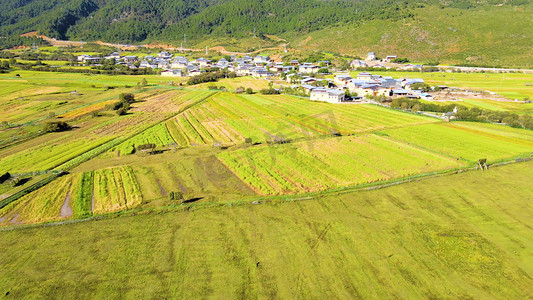 中国西部高原乡村青稞地农村风貌