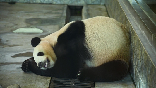秦岭摄影照片_睡觉休息中的可爱国宝大熊猫