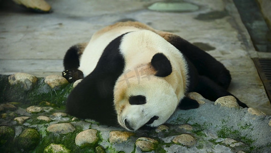 动物园熊猫摄影照片_睡觉休息中的可爱国宝大熊猫