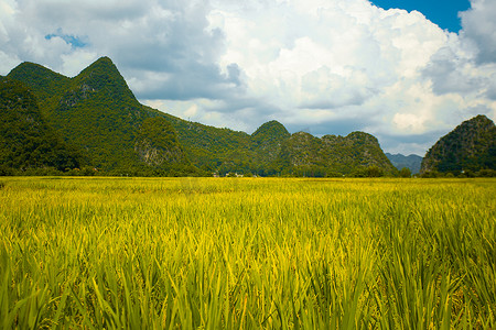 高大的山峰前金黄的水稻摄影图配图