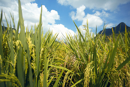 特写田间成熟的水稻摄影图配图