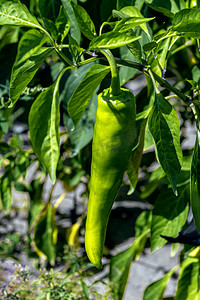 青椒种植上午青椒室外素材摄影图配图