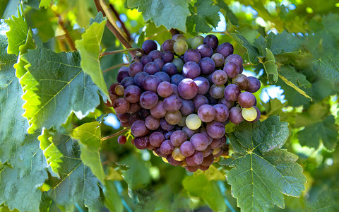 葡萄绿叶上午葡萄室外素材摄影图配图