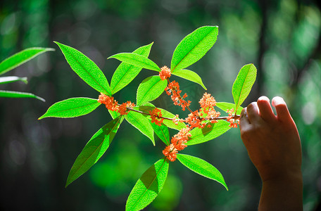 秋天桂花摄影照片_桂花摄影图中午桂花室外手持摄影图配图