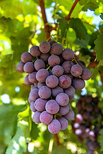 种植葡萄上午葡萄室外素材摄影图配图