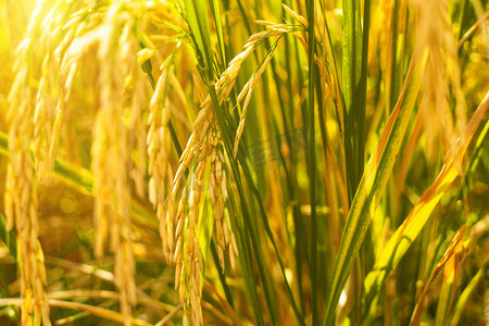 水稻丰收摄影照片_阳光下金黄的水稻摄影图配图