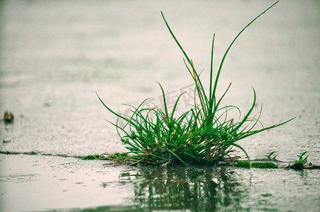 雨风景摄影照片_小草与雨滴秋季小草室外飞溅摄影图配图