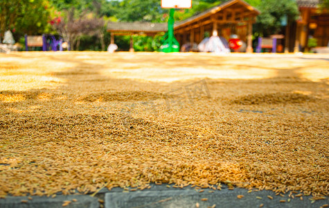 丰收的秋天摄影照片_金黄的水稻晾晒摄影图配图