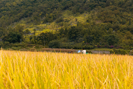 丰收的秋天摄影照片_秋天金色的水稻散发稻香摄影图配图