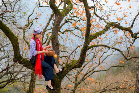 农民采摘柿子图片上午一个人户外无摄影图配图