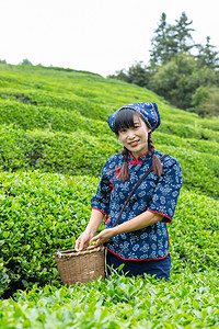 茶叶村姑采摘茶叶人物照片上午一个人户外无摄影图配图