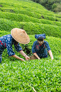 清明茶摄影照片_两人对棵采茶照片上午两个人户外采茶摄影图配图