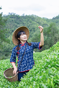 五一蓝摄影照片_一个村姑手拿茶叶鲜叶的照片上午一个人户外无摄影图配图