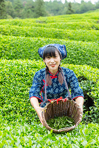 茶园村姑采摘茶叶展示的照片上午一个人户外展示摄影图配图