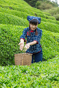 村姑采茶放进竹篓的照片上午一个人户外无摄影图配图
