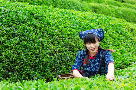 茶园采摘茶叶的村姑上午一个人户外采摘摄影图配图