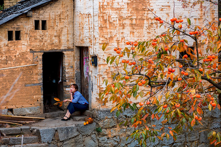 柿子树房子人物照片上午一个人户外坐摄影图配图