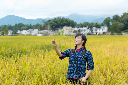 稻田丰收人物在稻田中的照片上午一个人户外无摄影图配图