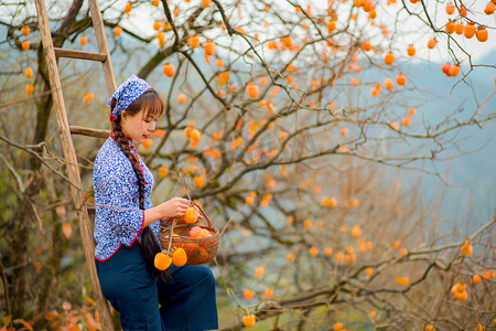 秋天柿子树摄影照片_柿子丰收采摘的照片上午一个人户外无摄影图配图