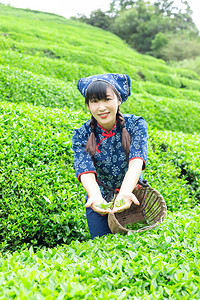 村姑采茶的照片上午一个人户外手捧茶叶摄影图配图