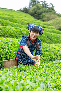 村姑采茶的照片上午一个人户外采茶摄影图配图