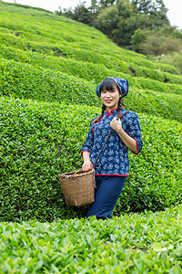 茶园里采茶的村姑照片上午一个人户外无摄影图配图