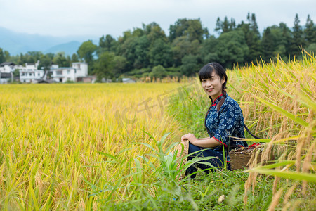 丰收的秋天摄影照片_村姑在丰收的稻田里上午一个人户外无摄影图配图