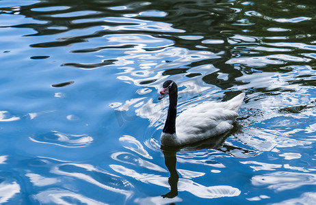 禽类动物湖中自然天鹅摄影图配图