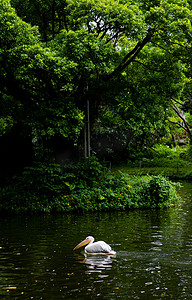 保护湿地摄影照片_鸟类动物白鹈鹕湿地保护动物摄影图配图