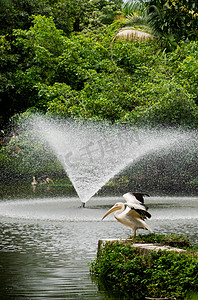 湿地自然鸟类动物白鹈鹕摄影图配图