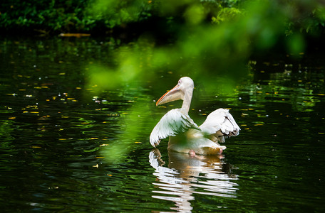 湖中鸟类保护动物白鹈鹕摄影图配图