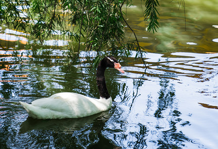 自然禽类动物湖中天鹅摄影图配图