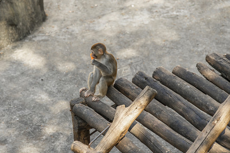 吃萝卜的野猴子下午猴子动物园无摄影图配图
