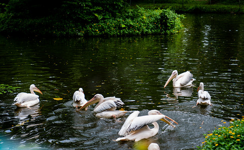 湿地鸟类摄影照片_白鹈鹕鸟类动物湖中自然摄影图配图
