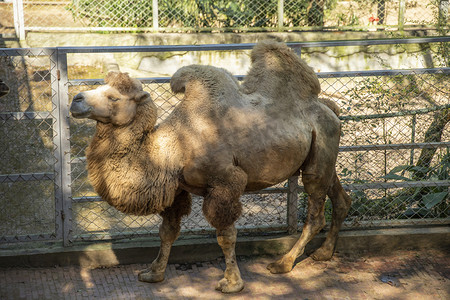 动物园里的骆驼下午骆驼动物园无摄影图配图