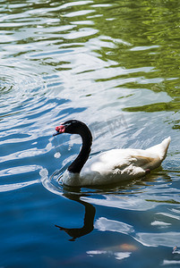 湿地湖中禽类动物天鹅摄影图配图