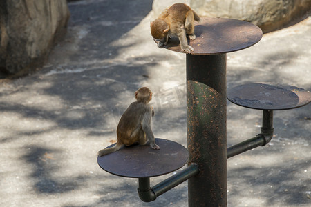 小猴子摄影照片_调皮的两只猴子下午猴子动物园无摄影图配图