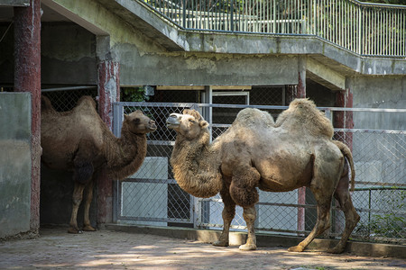 两只骆驼下午骆驼动物园无摄影图配图