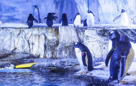 企鹅卖萌摄影照片_企鹅极地动物海洋馆白天企鹅极地旅游摄影图配图