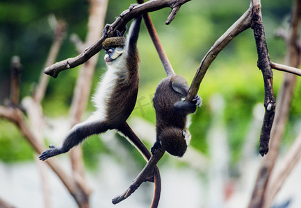 广州广州动物园两只红尾猴在树枝上玩耍摄影图配图
