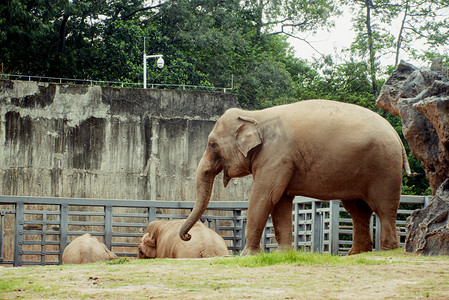 广州广州动物园三头大象在草地上游玩摄影图配图