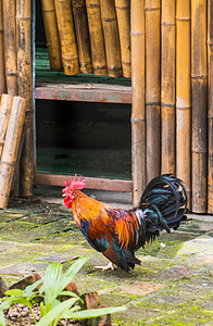 禽类摄影照片_公鸡原鸡动物禽类家禽摄影图配图