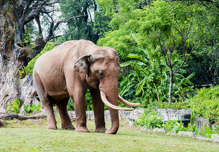 广州动物园摄影照片_广州广州动物园一头大象在草地上觅食摄影图配图