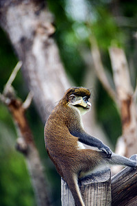 广州广州动物园一只红尾猴在树上玩耍摄影图配图